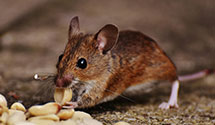 24 Hour & Emergency Exterminators in Blissfield, OH
